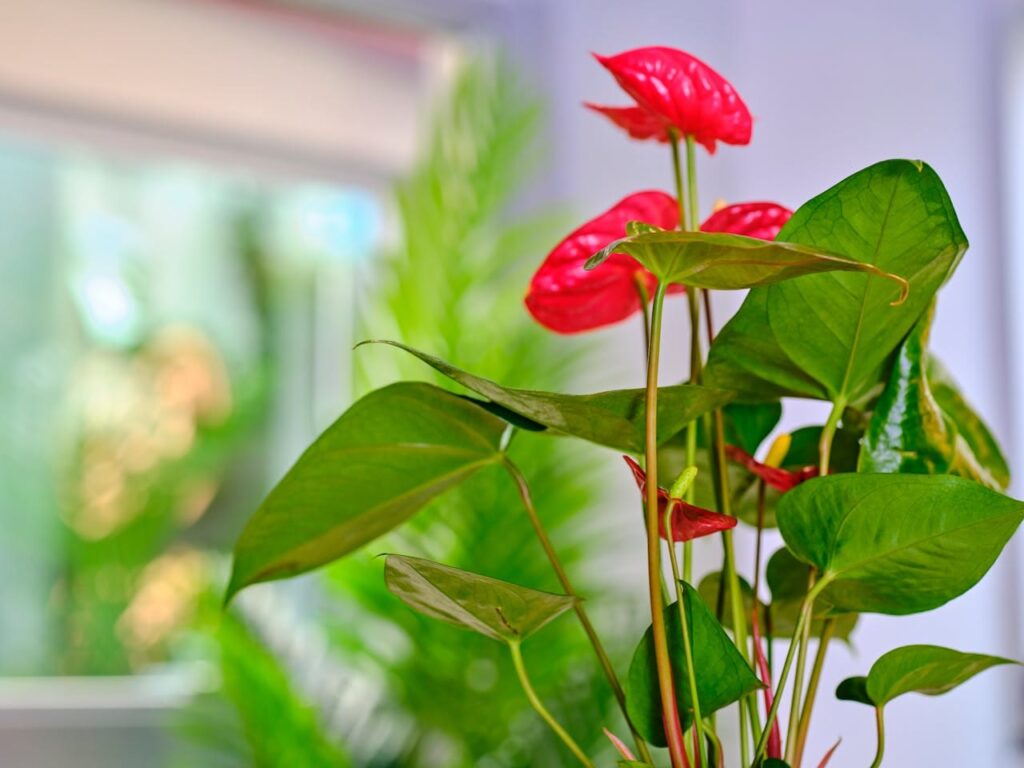 Is de anthurium giftig